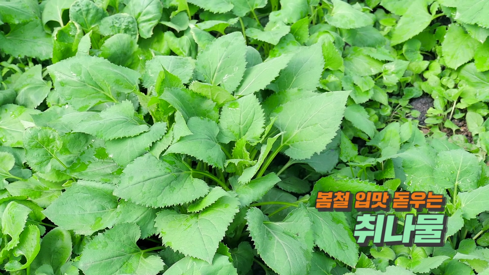 봄철 입맛 돋우는 보령산 취나물